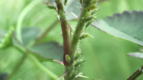 Accumulation of aphids on a plant Video stock 11290521