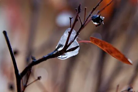 An accumulation of ice on a small branch with a leaf remaining Stock Photos