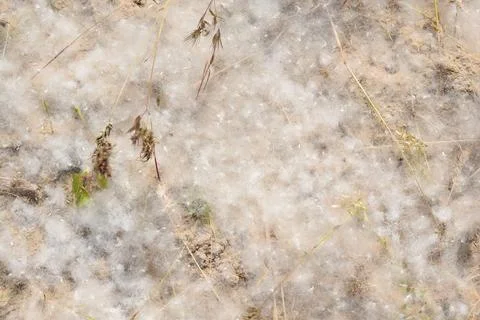 Accumulation of poplar fluff close-up. Stockfoto's