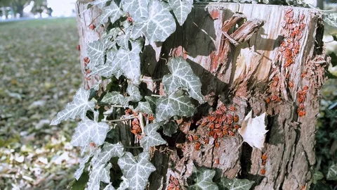 Accumulation of small young red bugs Pyrrhocoris apterus sitting on a tree stump Stock Footage 101176495