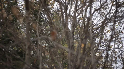 Accumulation of thin branches Stock Footage 59788705