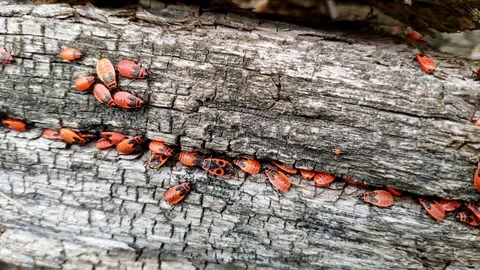 Accumulation of young red bed bugs soldier Pyrrhocoris apterus sitting on a tree Stock Footage 110829444