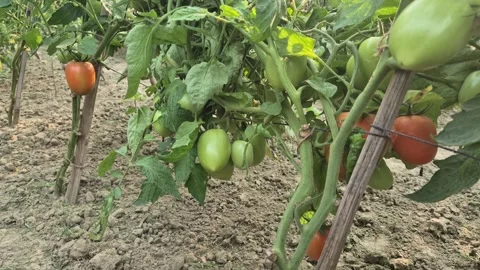 Accurate Rows of Tomato Plants Supported with Trellis String and Stakes 動画素材 336939919
