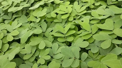 Aceh besar, indonesia, Artificial grass, covering. Stock Footage 287154276