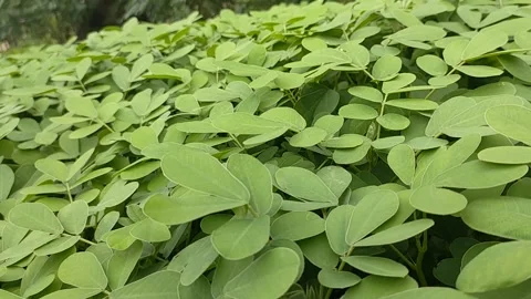 Aceh besar, indonesia, Artificial grass, covering. Artificial green grass mat, Stock Footage 287154277