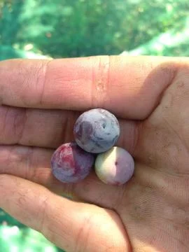 Aceitunas Stock Photos