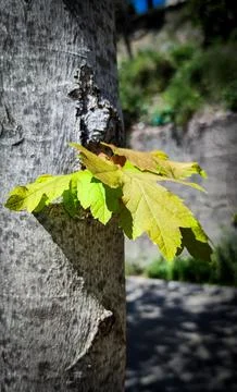 Acer binzayedii, American Red Maple, Virginia Maple Stock Photos