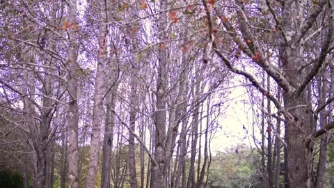 Acer binzayedii tree, American red maple, Virginia maple, red maple or Canada Stock Footage 276575527