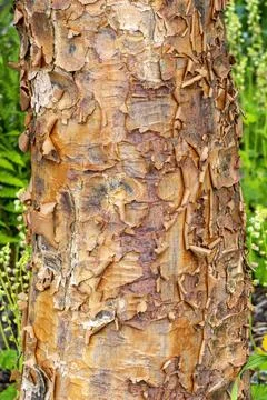 Acer griseum tree bark 库存照片