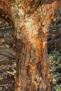 Acer griseum tree bark Foto stock