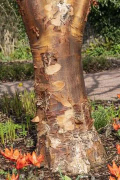 Acer griseum tree bark 库存照片