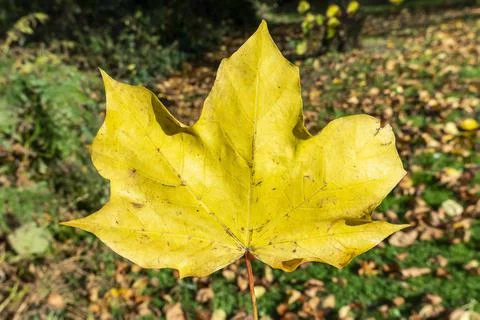 Acer leaf background in autumn fall Stock Photos