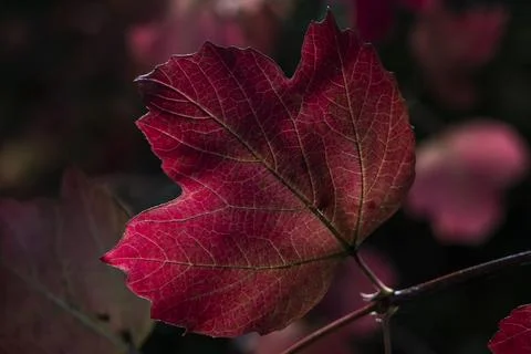 Acer leaf background which has red or golden yellow leaves in the autumn fall Foto stock