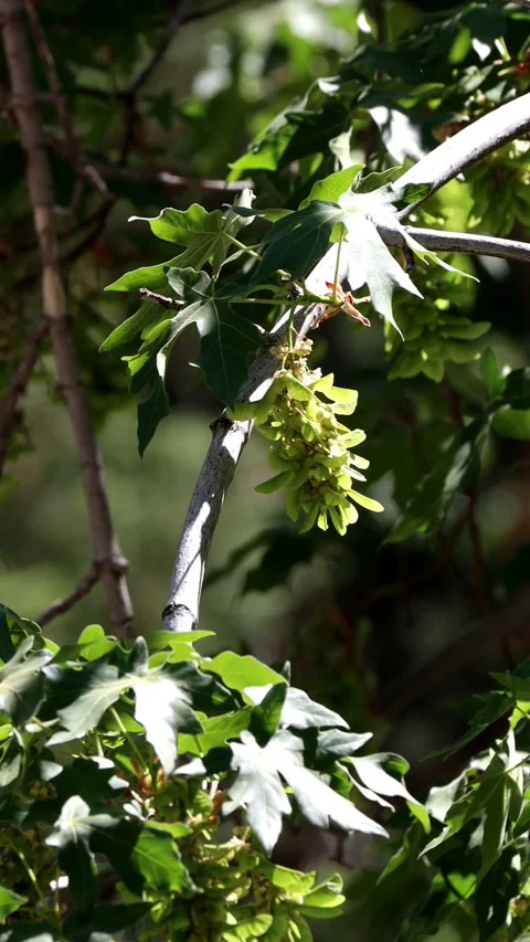 ACER MACROPHYLLUM FRUIT Stock Footage 207134995