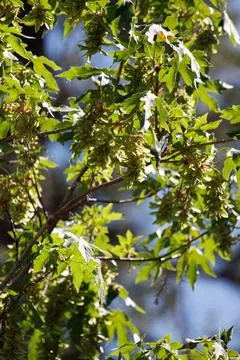 ACER MACROPHYLLUM FRUIT Stock Photos