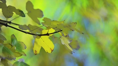 Acer monspessulanum (Montpellier maple) Stock Footage 87764553