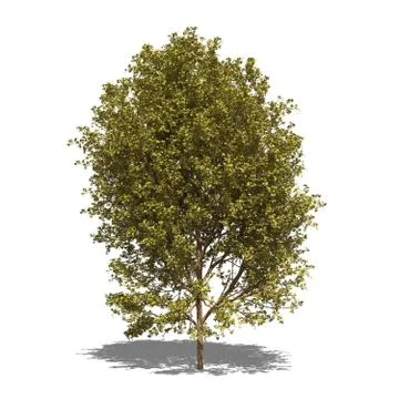Acer negundo autumn Stock Illustration