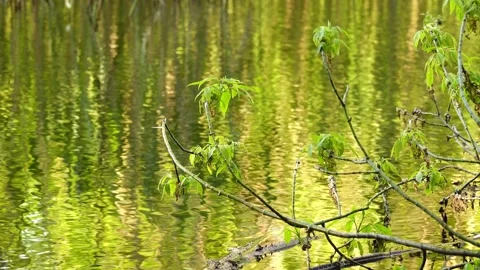 Acer negundo, box elder, boxelder maple, Manitoba maple or ash-leaved maple,  Stock Footage 201014080