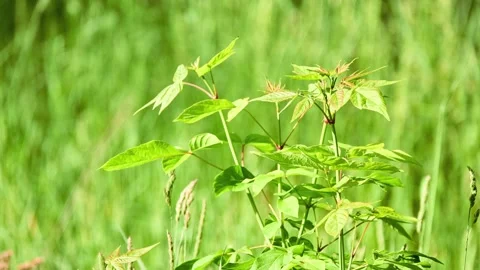 Acer negundo, box elder, boxelder maple, Manitoba maple or ash-leaved maple,  Stock Footage 205916455