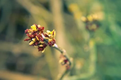 Acer negundo Box elder, boxelder maple, ash-leaved maple flower blooming in.. Stock Photos