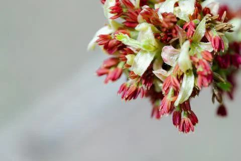 Acer negundo, Box elder, boxelder, ash-leaved and maple ash, Manitoba, elf Stock Photos