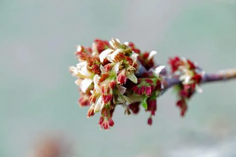 Acer negundo, Box elder, boxelder, ash-leaved and maple ash, Manitoba, elf Stock Photos