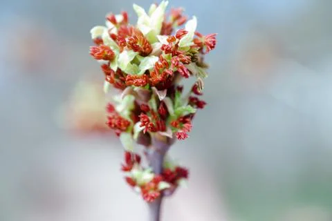 Acer negundo, Box elder, boxelder, ash-leaved and maple ash, Manitoba, elf Stock Photos