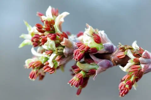 Acer negundo, Box elder, boxelder, ash-leaved and maple ash, Manitoba, elf Stock-Fotos