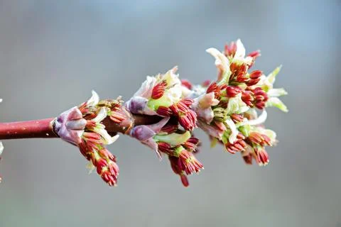 Acer negundo, Box elder, boxelder, ash-leaved and maple ash, Manitoba, elf Stock Photos