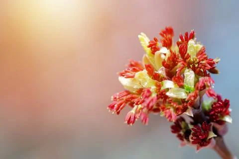 Acer negundo, Box elder, boxelder, ash-leaved and maple ash, Manitoba, elf Stock Photos
