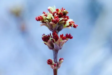 Acer negundo, Box elder, boxelder, ash-leaved and maple ash, Manitoba, elf Stock Photos