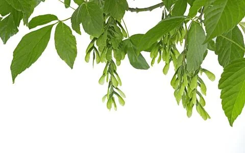 Acer negundo, the box elder, boxelder maple, Manitoba maple or ash-leaved m.. Stock Photos
