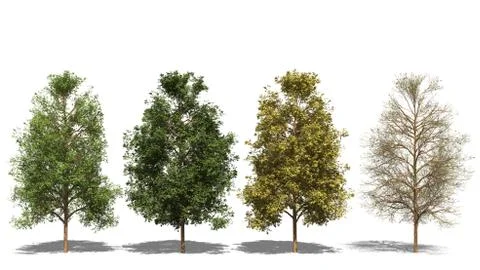 Acer negundo four seasons Stock Illustration