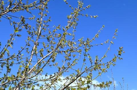 Acer negundo inflorescence Stock Photos