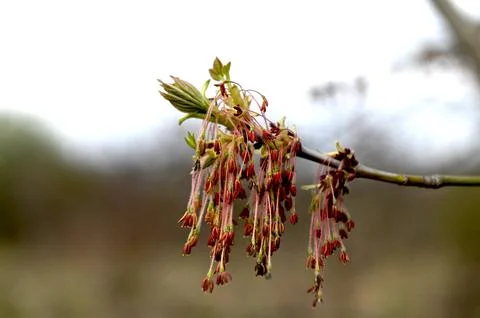 Acer negundo inflorescence Stock Photos