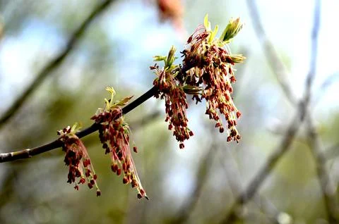 Acer negundo inflorescence Stock Photos