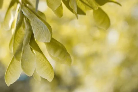 Acer negundo Stock Photos