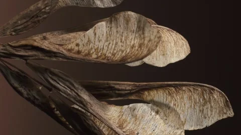 Acer negundo seeds. Complex surface texture. Macro shot. Vertical video. Stock Footage 293928186