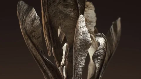 Acer negundo seeds. Complex surface texture. Macro shot. 動画素材 293928715