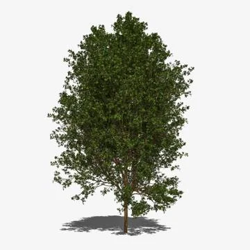 Acer negundo summer. Stock Illustration