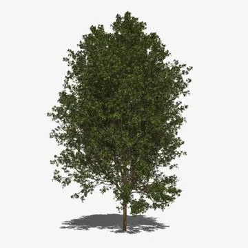 Acer negundo (summer) Stock Illustration