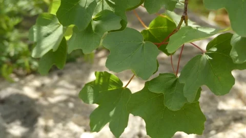 Acer opalus, Italian maple, is maple native to hills and mountains of Europe, Stock Footage 186640278