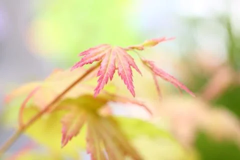 Acer, "orange dream", close up Stock Photos