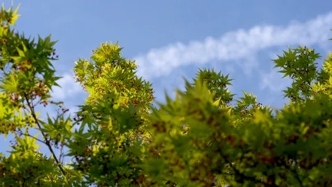 Acer Palmatum in Background Focus with a Slightly Cloudy Sky and Wind - 4K UHD Stock Footage