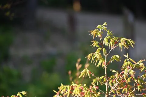 Acer Foto stock