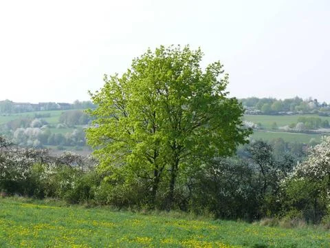 Acer platanoides, Spitzahorn, norway maple Austrieb im Frühjahr, Habitus .. Stock Photos