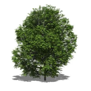 Acer platanoides summer Stock Illustration