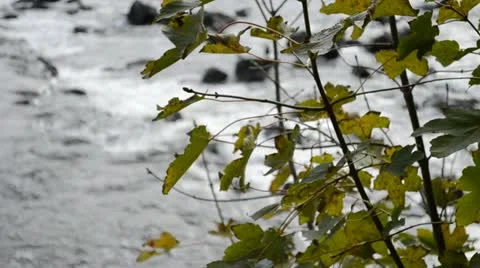 Acer in proximity to the water Stock Footage 11133634