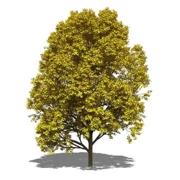 Acer pseudoplatanus autumn Illustrazione stock