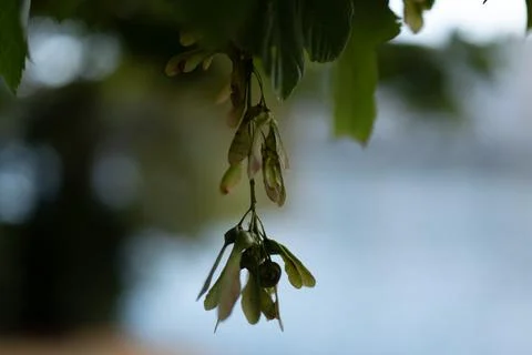 Acer pseudoplatanus in close up 库存照片